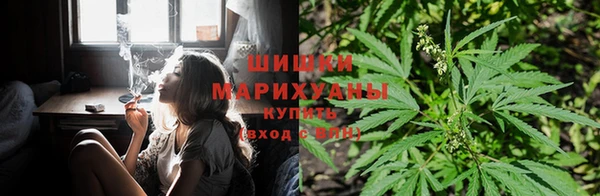 PSILOCYBIN Армянск